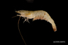 Farfantepenaeus duorarum - pink shrimp, SEAMAP collections